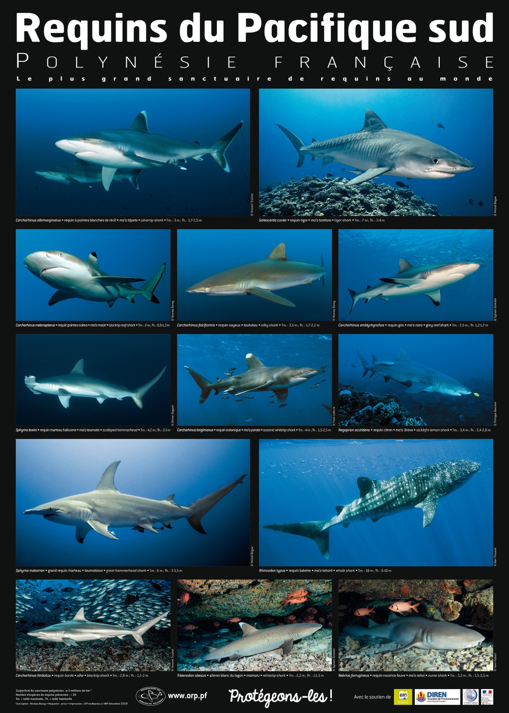Planche Les Requins du Pacifique