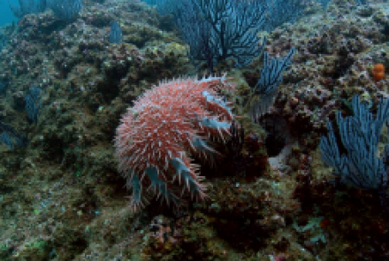 L'acanthaster