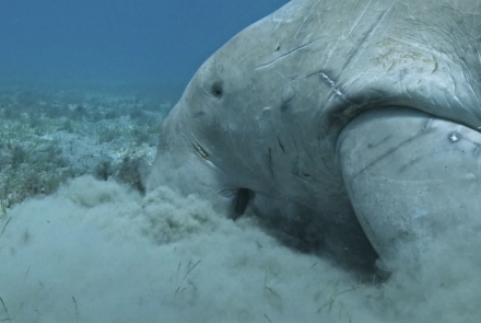 Le Dugong