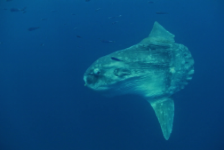 Le poisson Lune