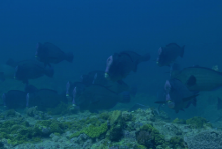 Le poisson Perroquet à bosse