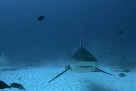 Le Requin Bouledogue