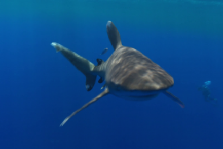Le Requin Longimanus