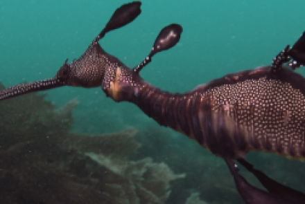 Le Sea dragon