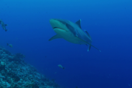 Le Requin Albimarginatus 