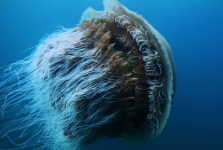 La méduse géante