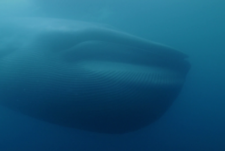 La Baleine bleue