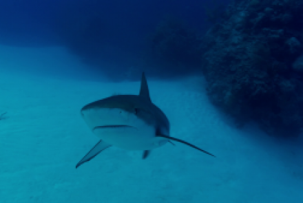 Le Requin de récif