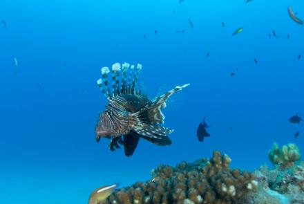 Lionfish (or Pterois)