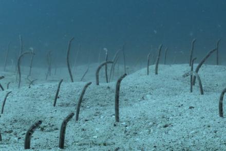 Garden eels