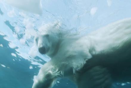 L'Ours polaire