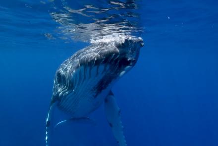 La Baleine à bosses