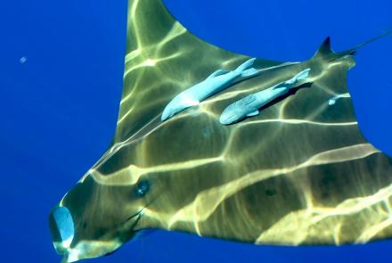 Mobula ray