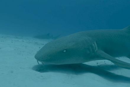 Le Requin Nourrice