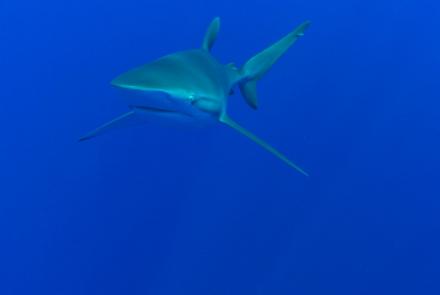 Silky shark