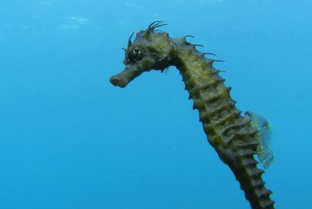 Seahorse