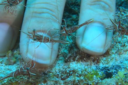 Cleaner shrimp