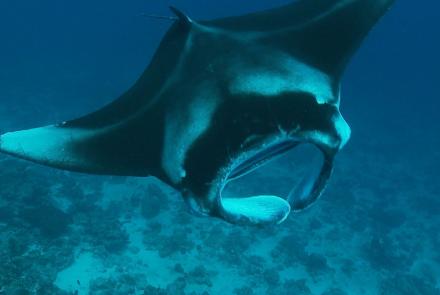 Manta ray