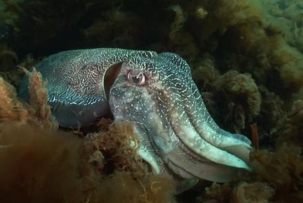 Giant cuttlefish