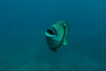 Titan triggerfish