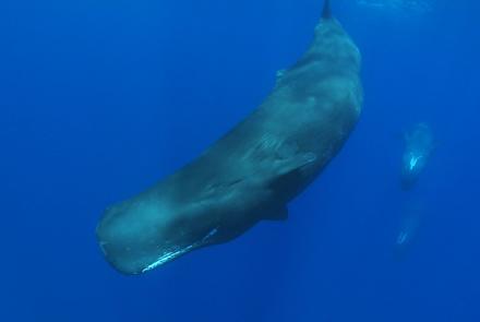 Sperm whale