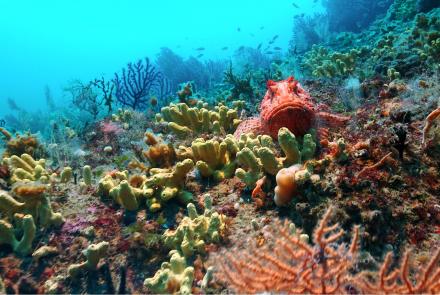 Capon Red scorpionfish or Bigscale scorpionfish