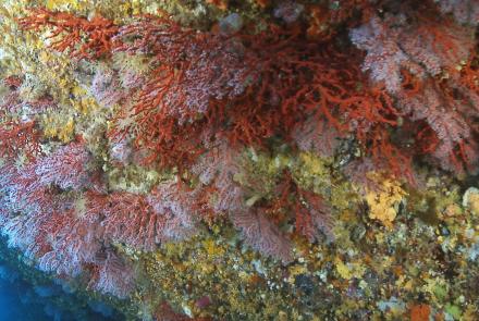 Le Corail