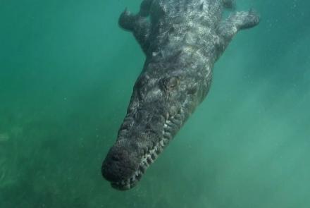 Crocodile