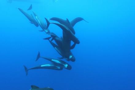 Pilot whale