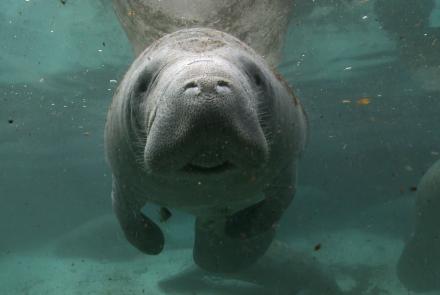 Manatee