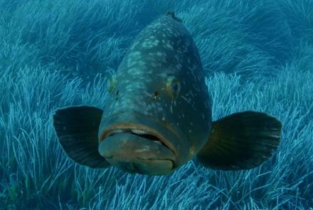 Grouper