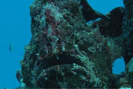 Toadfish