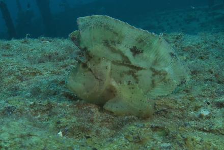 Leaf scorpionfish or Paperfish