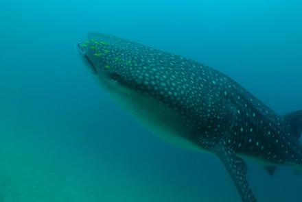 Le Requin Baleine