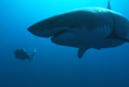 Great white shark