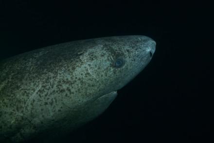 Greenland shark, Gurry shark or Grey shark