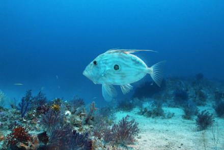 John Dory