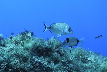 Sargo or White seabream