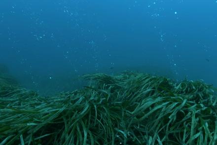 Posidonia or Seagrass