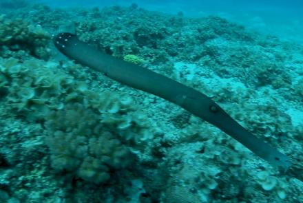 Trumpetfish