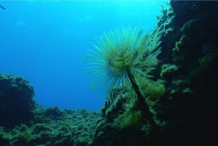 Spirograph Mediterranean fanworm, the feather duster worm, the European fan worm or the pencil worm