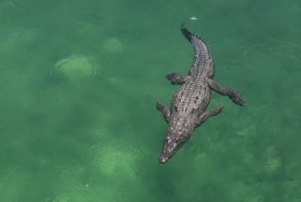 Krokodil Cuba