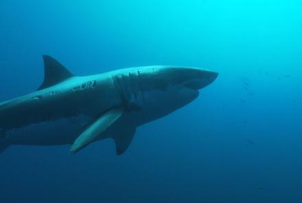 Great white shark