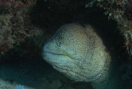 Moray eel